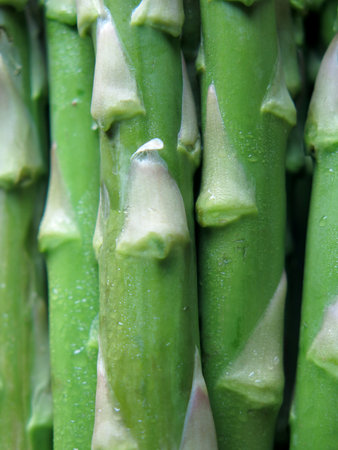 Fresh, green asparagus close-upの写真素材