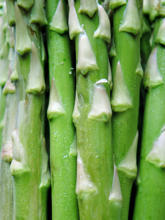 Fresh, green asparagus close-upの写真素材