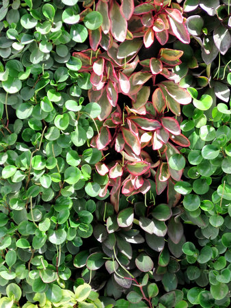 Colourful leaves wall background on sunny day