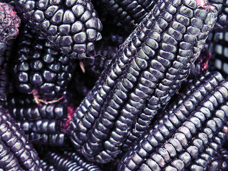pile of Peruvian purple corn backgroundの写真素材