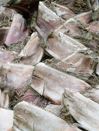 Macro of a Palm Tree Trunk Texture Backgroundの写真素材