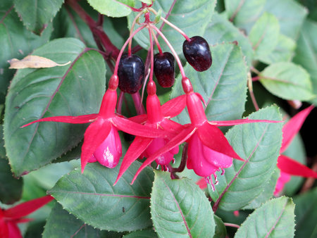 Three Fuchsia magellanica on a bushの写真素材