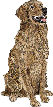 Sketch of golden retriever dogのイラスト素材