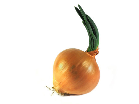 Grown onion bulb isolated on whiteの写真素材