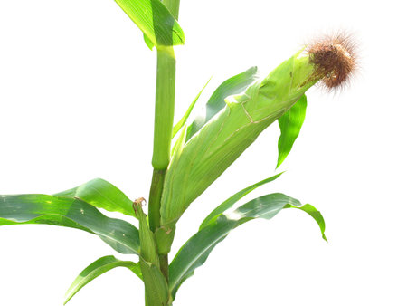 growing maize corn cob with green leaves isolated over white backgroundの写真素材