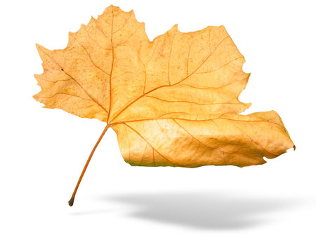 Beautiful golden Fall leaf isolated in whiteの写真素材