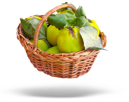 Wicker basket with quince and leaves isolated over white backgroundの写真素材