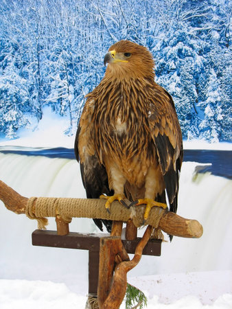Eagle siting on a support over blue winter forest background