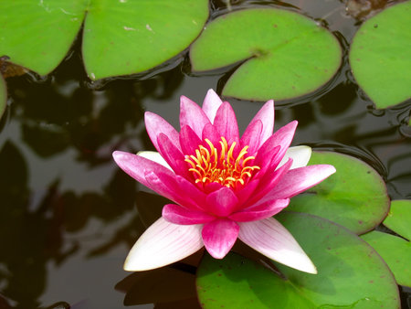 Red water lily lotus flower and green leaves growing in a pondの写真素材