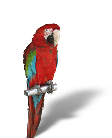 colorful parrot with shadow isolated over white backgroundの写真素材