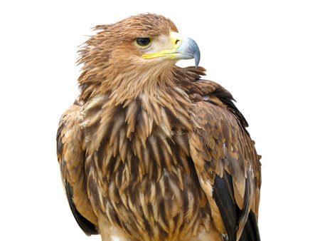 young brown eagle sitting on a support isolated over white backgroundの写真素材