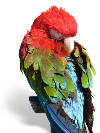 beautiful bright colored macaw parrotsleeping on a support isolateg over white backgroundの写真素材