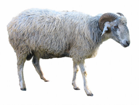 Sheep in front of a white backgroundの写真素材