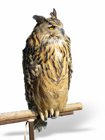 Wild owl sitting on a wooden support isolated over white backgroundの写真素材