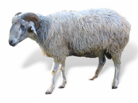 Sheep in front of a white backgroundの写真素材