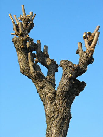 dried-up tree wooden log over blue sky backgroundの写真素材