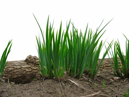 Fresh spring green grass and old wooden log isolated over white backgroundの写真素材
