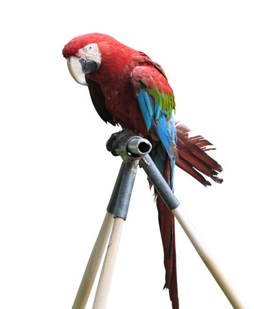 Big Colorful Macaw Parrot Isolated On Whiteの写真素材