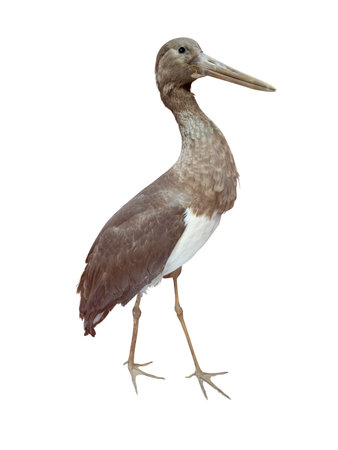 Brown European Stork Isolated over white backgroundの写真素材