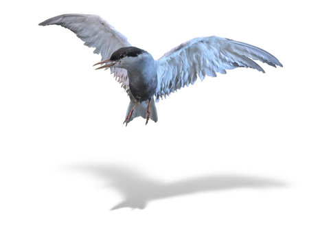 Common Tern sea bird in flight isolated over white background with shadow