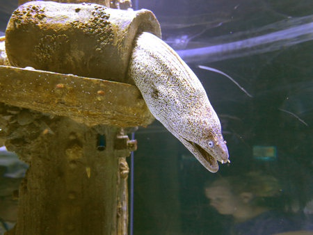 horrible moray hiding in the pipe close-upの写真素材
