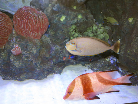 colorfull and beautiful coral fish in blue water