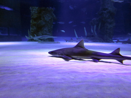 Small shark in the deep blue waterの写真素材