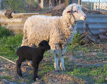 White sheep and black lamb in sunset in the courtyard of farmの写真素材