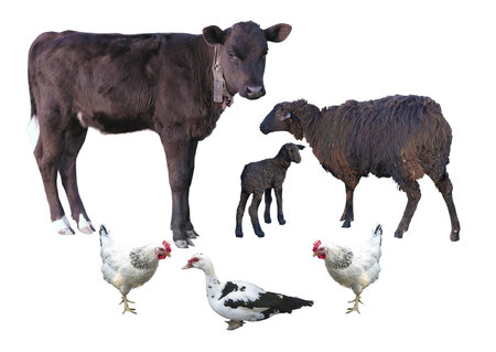 Farm animals isolated over white  cow calf sheep lamb chicken duckの写真素材