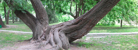 Huge roots of an old tree in a green park, panorama image
