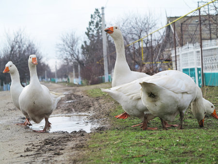 White domestic goose walking in the village.の写真素材