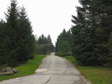 Old ruined road going through the forest.          の写真素材