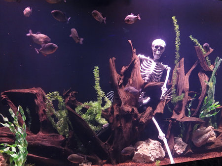 Wildlife piranha fish and human skeleton underwater abstract compositionの写真素材