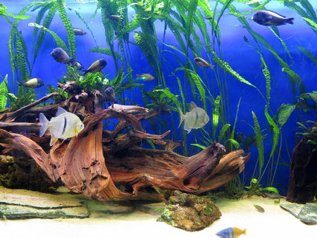 Coral reef marine life and colorful tropical fish aquarium tankの写真素材
