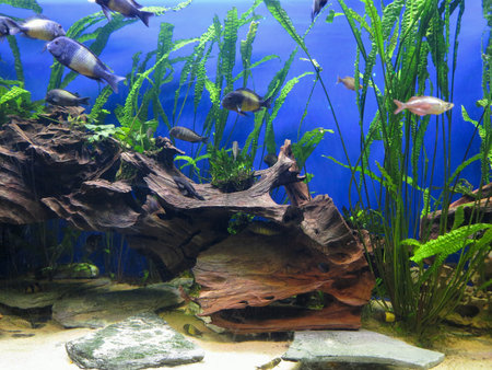 Coral reef marine life and colorful tropical fish aquarium tankの写真素材