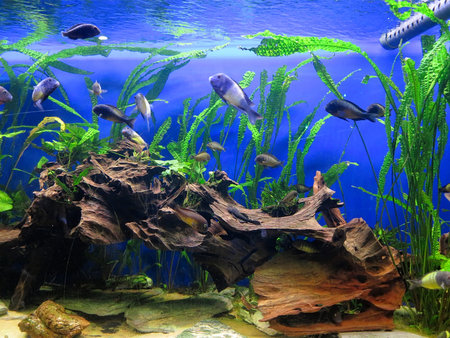 Coral reef marine life and colorful tropical fish aquarium tank   の写真素材