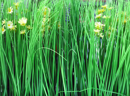 Fresh green grass and wild flowers background macro backgroundの写真素材