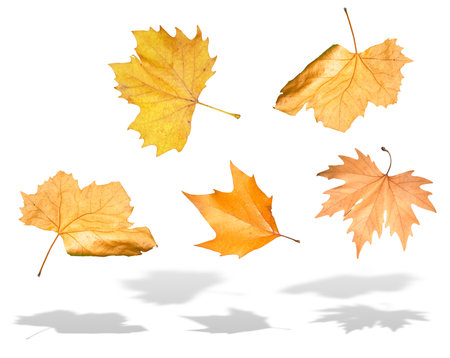 Falling yellow autumn leaves with shadow isolated over white backgroundの写真素材