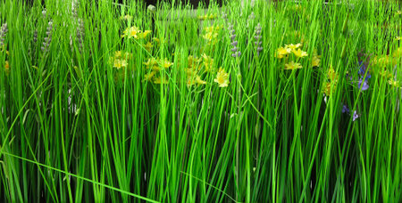 Fresh green grass and wild flowers background macro backgroundの写真素材