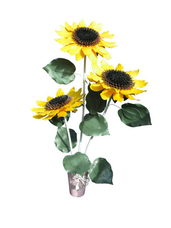 Bouquet of yellow sunflowers in a clay vase isolated on white backgroundの写真素材