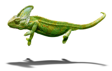 Colorful chameleon closeup isolated over white background with shadowの写真素材