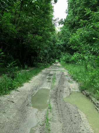 Badly damaged road through a dense green forestの写真素材
