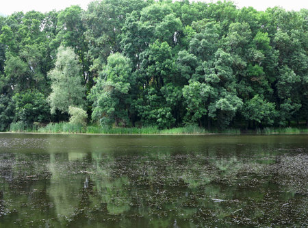 Beautiful fresh green forest tree branches over lake calm idyllic water surfaceの写真素材