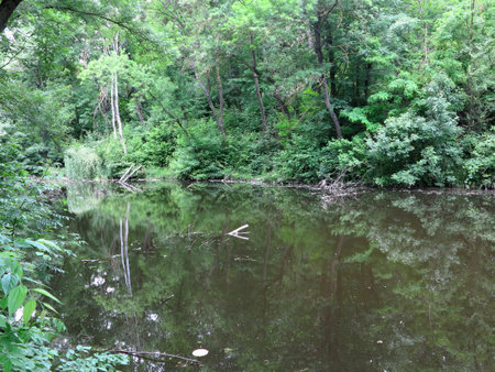 Pristine nature: dense green forest on the shore of an abandoned lakeの写真素材