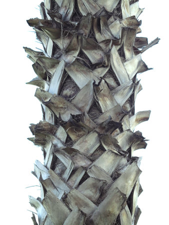 Structure of trunk of palm tree surface closeup backgroundの写真素材