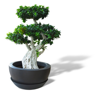 Green old plant bonsai tree in a pot isolated on white backgroundの写真素材