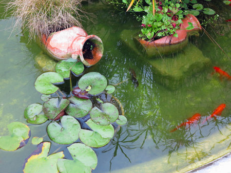 Small garden pond with red fish and clay jug, many decorative evergreen plantsの写真素材