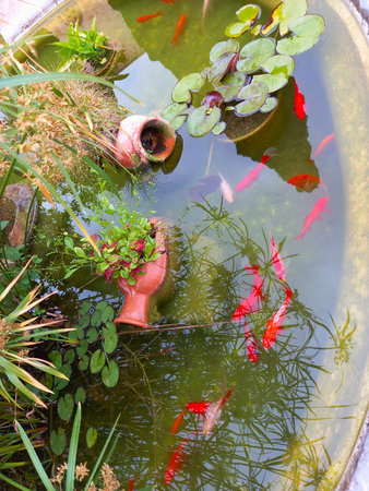 Small garden pond with red fish and clay jug, many decorative evergreen plantsの写真素材
