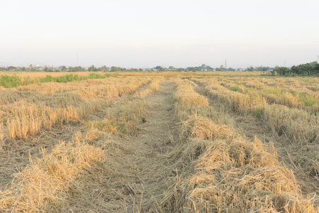 rice field after havested in chiang mai, thailandの写真素材