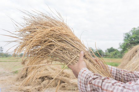harvest rice on paddy fieldの写真素材
